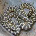 NT Carpet Python