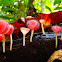 Scarlet Cup Fungi