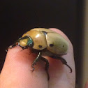 Grapevine Beetle or Spotted June Beetle