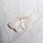 Virgin Moth