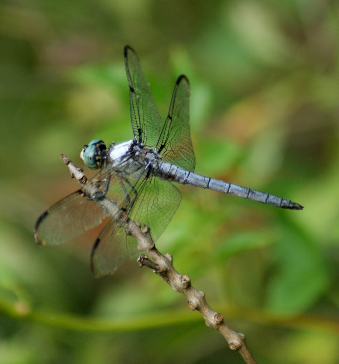 Great Blue Skimmer Dragonfly