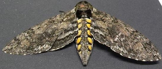 Carolina Sphinx Moth