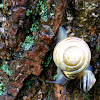 White-Lipped Banded Snail