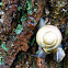 White-Lipped Banded Snail