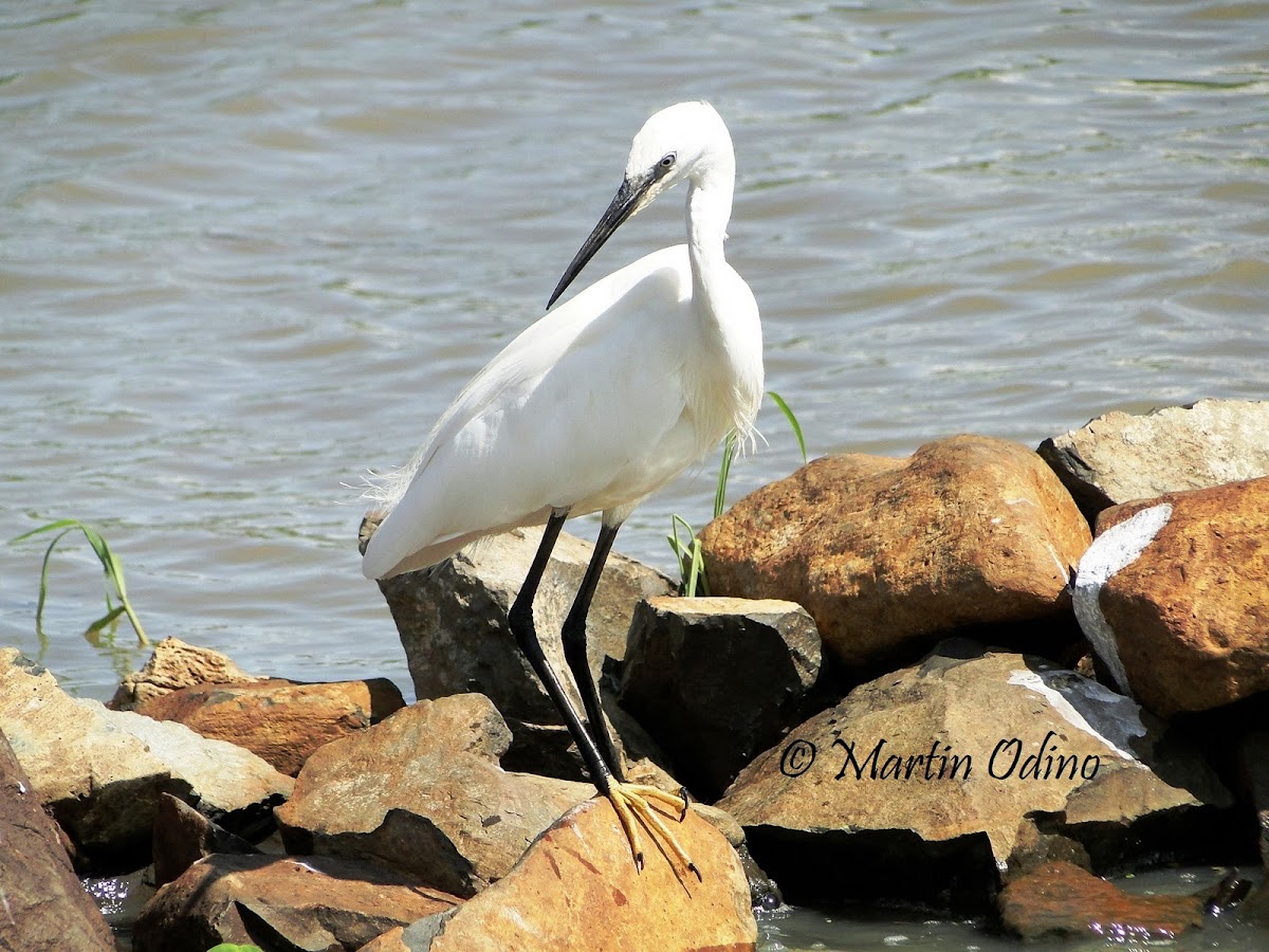 Little Egret