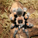 Mexican Red Knee Tarantula