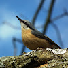 Eurasian Nuthatch - Kleiber