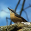 Eurasian Nuthatch - Kleiber