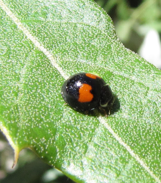 Ashy Gray Lady Beetle | Project Noah