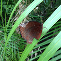 Common palmfly (butterfly)