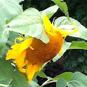 SunFlower plant