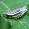 African Reed Frog