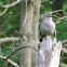 Gray Catbird