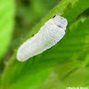 Common sawfly larva