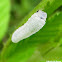 Common sawfly larva