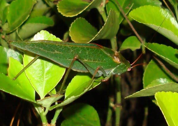 Leaf Mimic Katydid | Project Noah