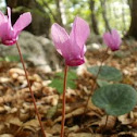 Cyclamen