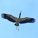 Wood stork