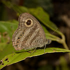 Malayan Six Ring Butterfly