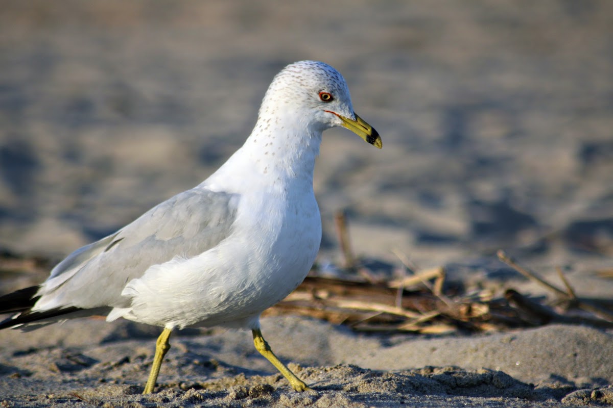 Ring-billed gull