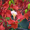Tabachin Tree Flowers (Flamboyant)