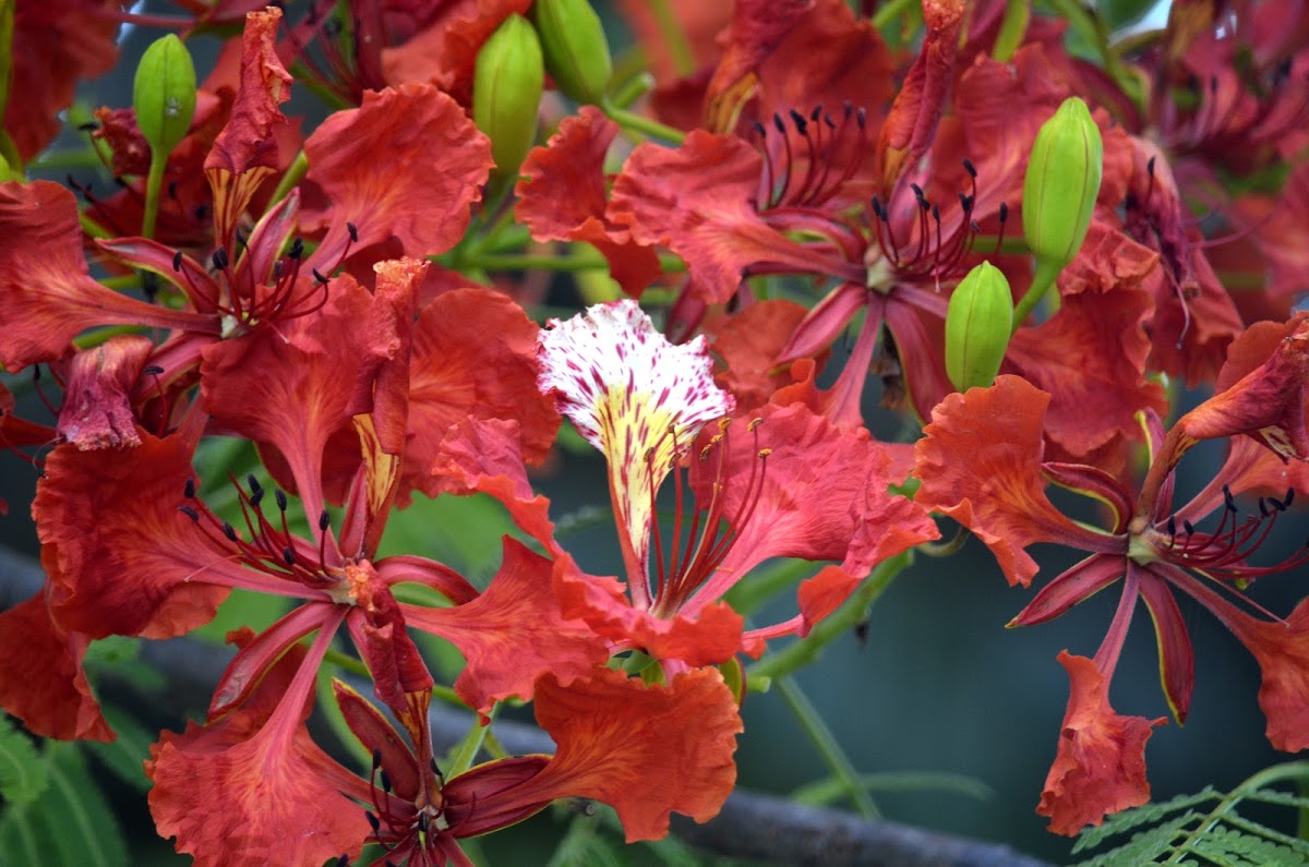 Tabachin Tree Flowers (Flamboyant) | Project Noah