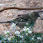 Chaffinch; Pinzón Común