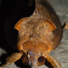 Giant Underwing Moth