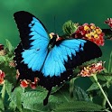 3D butterfly 011