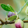 Feral olive tree, Acebuche