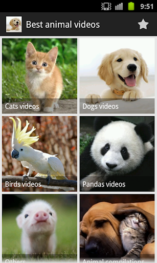 Best animal videos
