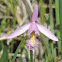 Rose Pogonia Orchid