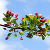 Flowering crabapple tree