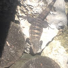 Mexican spiny-tailed iguana