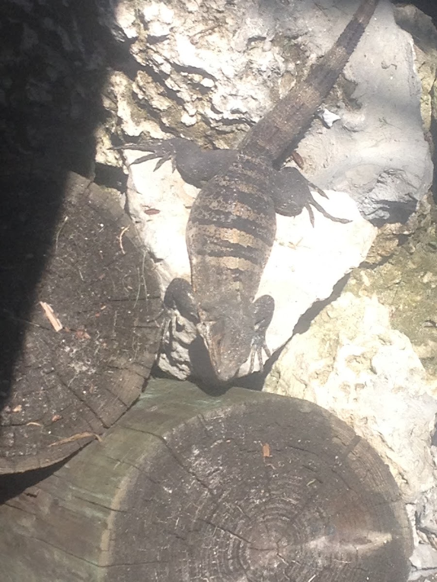 Mexican spiny-tailed iguana