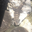 Mexican spiny-tailed iguana