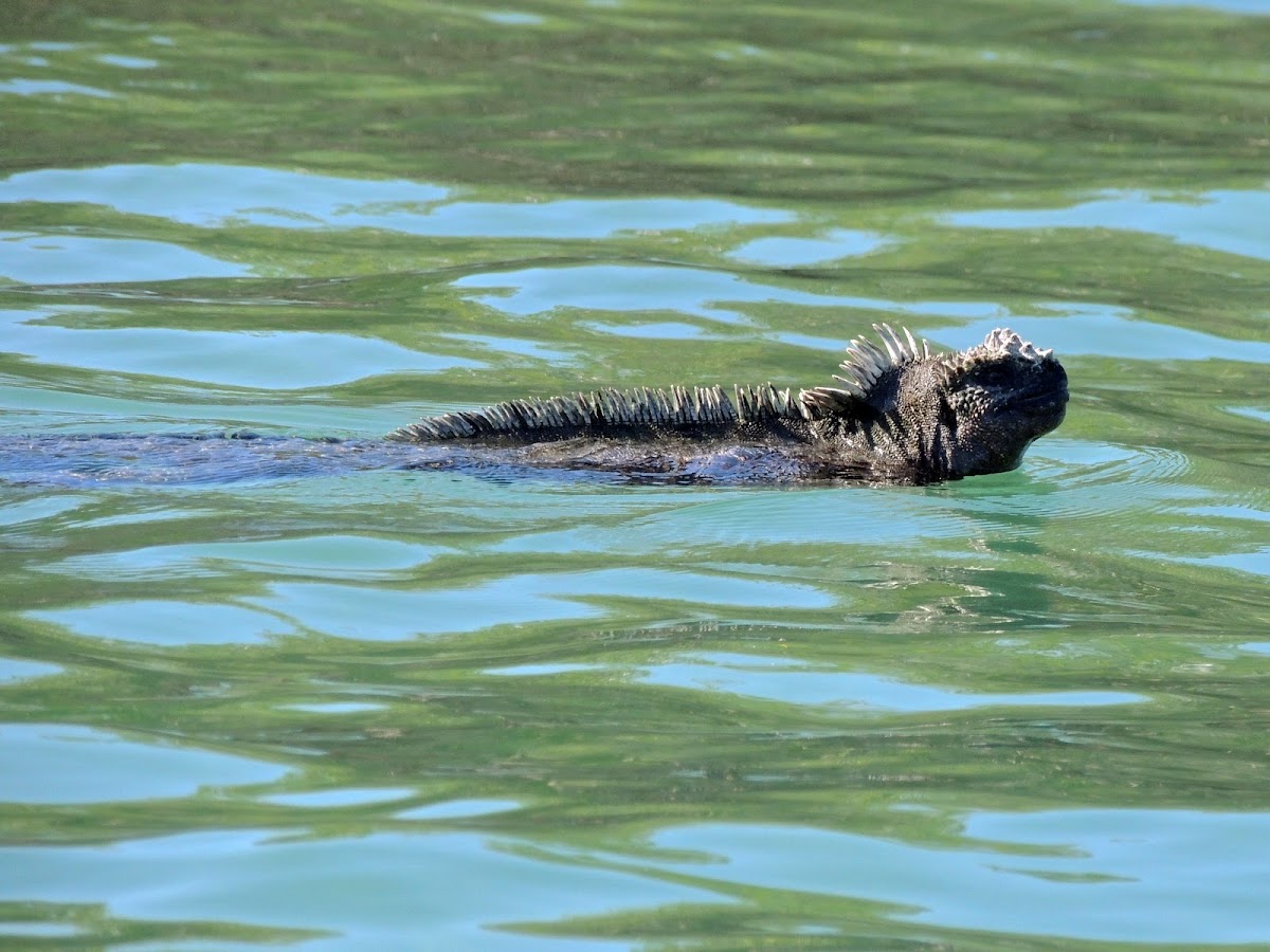 Marine iguana - Fernandina sub species (swimming)
