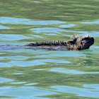 Marine iguana - Fernandina sub species (swimming)