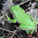 Middle East Tree Frog