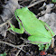 Middle East Tree Frog
