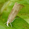 Unknown Tortricid moth