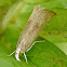 Unknown Tortricid moth