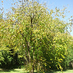 Bois D'Arc tree