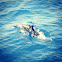 Gewone dolfijn - common dolfin