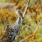 Streaked flycatcher