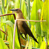 Boat-tailed Grackle (female)