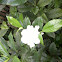 Gardenia /kaca piring