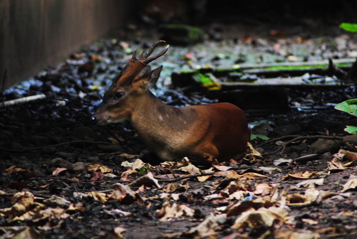 Southern Red Muntjac