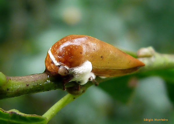 Treehopper | Project Noah
