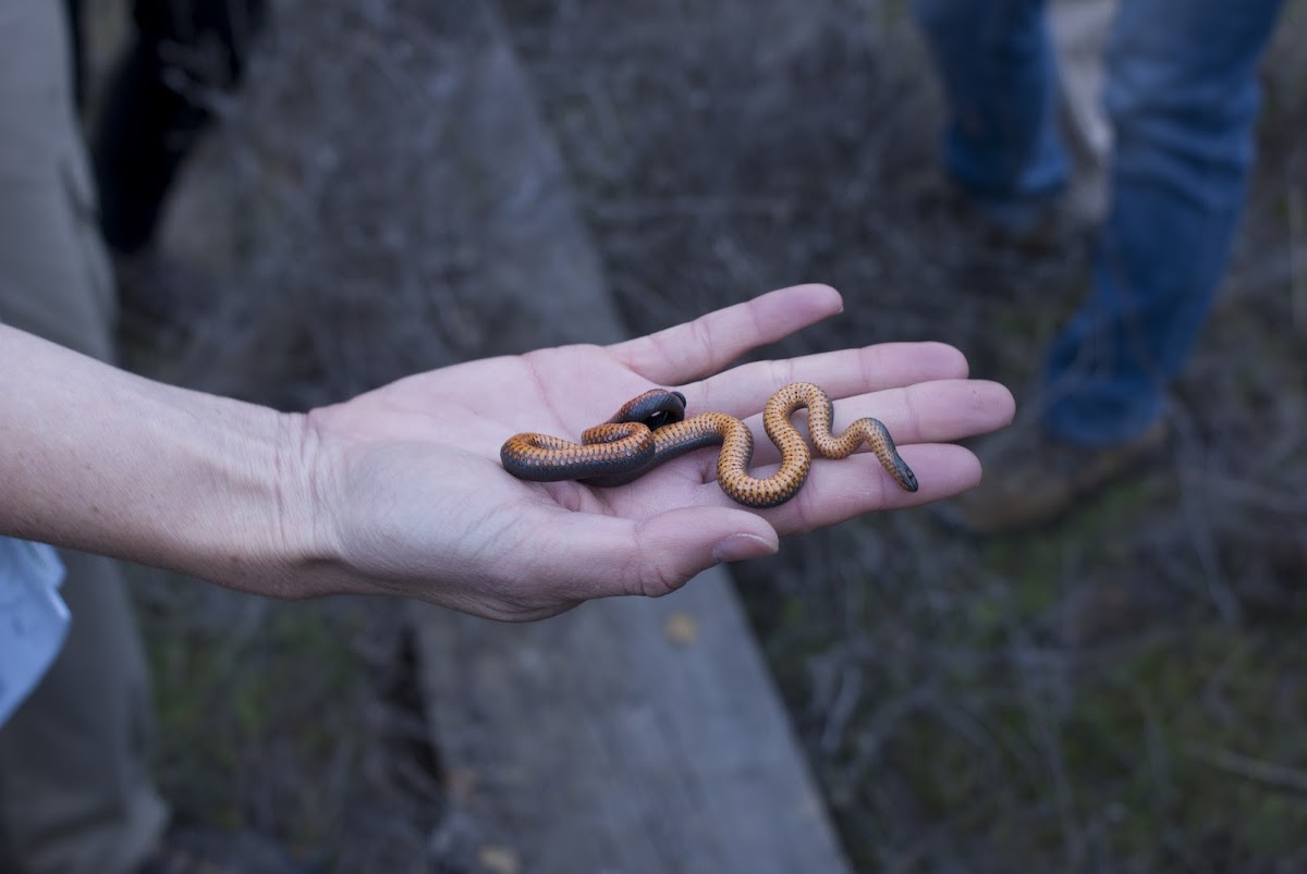 coral bellied ring necked snake